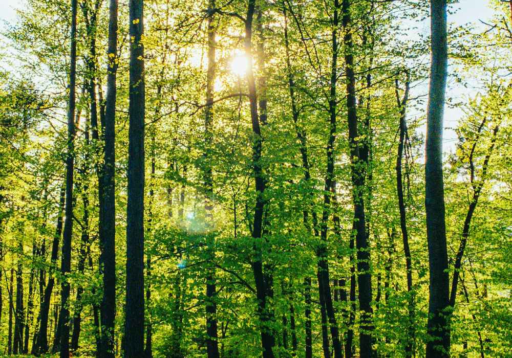 文星閣はFSC®認証を取得しています（FSC®-C017982）。